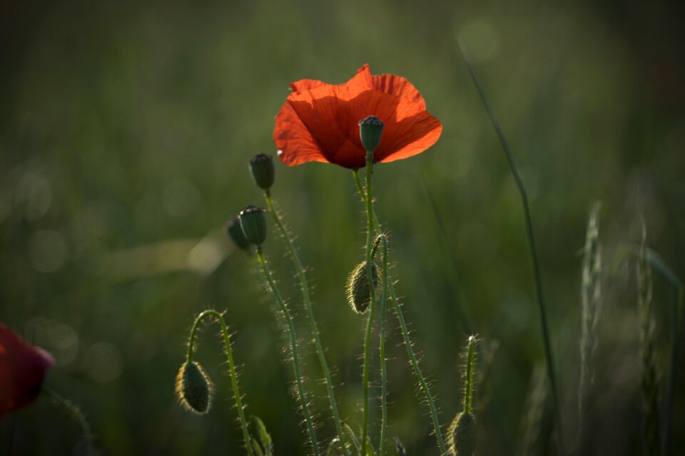 Flowers red wild flowers