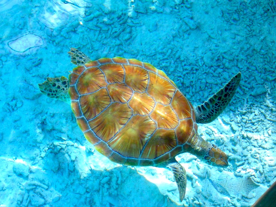 Holiday sea scuba diving