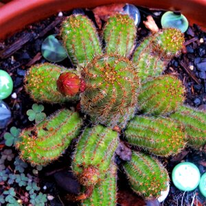 Bud green pink and red