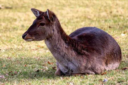 Animal concerns mammal
