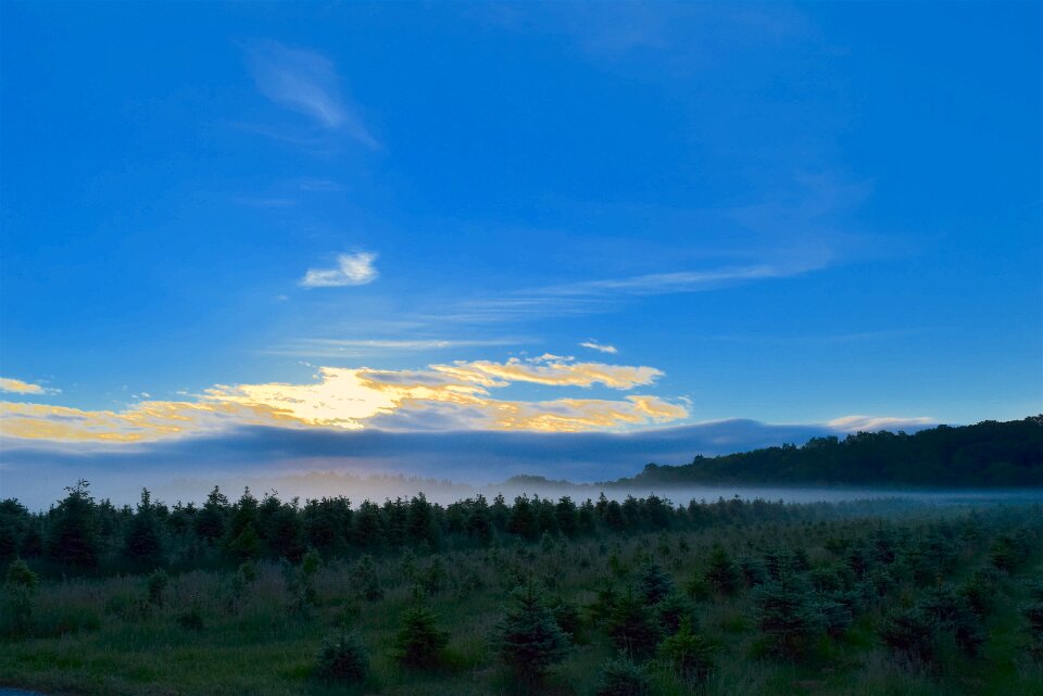 Pine trees morning landscape