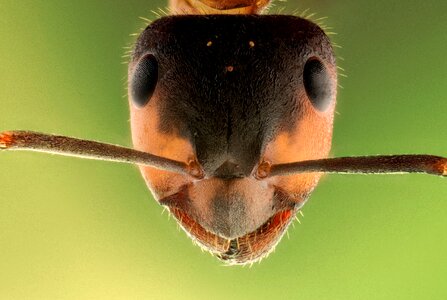 Macro animal head