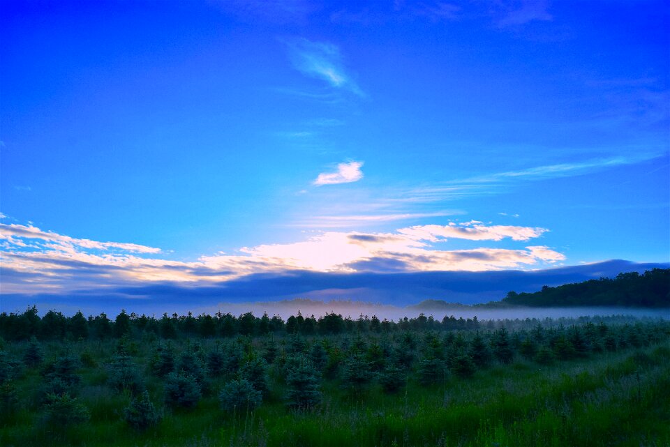 Pine trees morning landscape photo