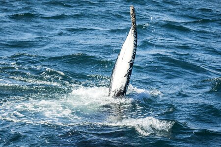 Marine wildlife icelandic photo