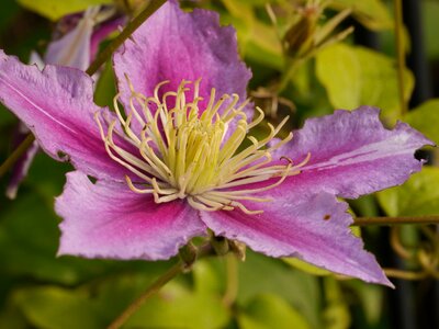 Pollen clematis summer