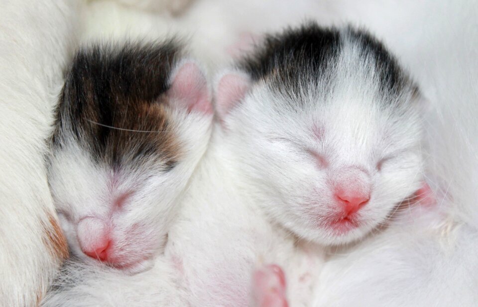 Babies white fluffy