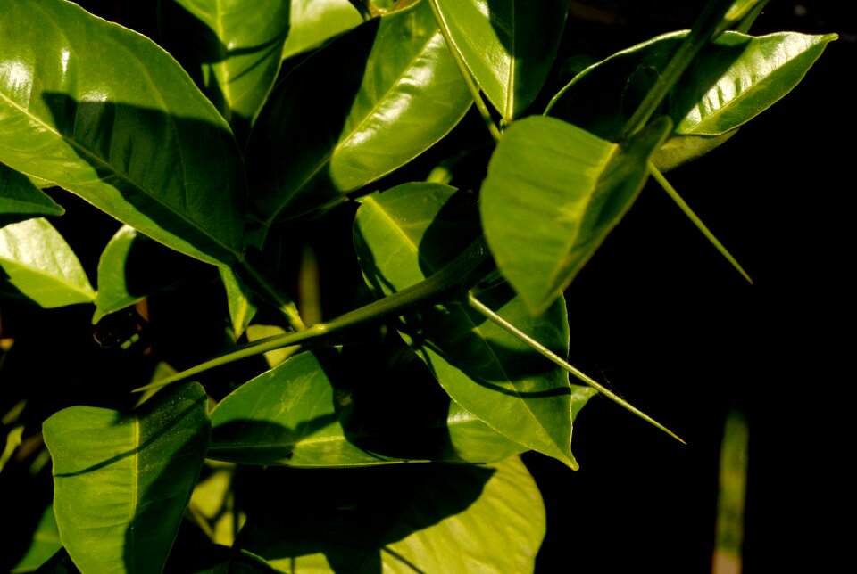 Prickly citrus green