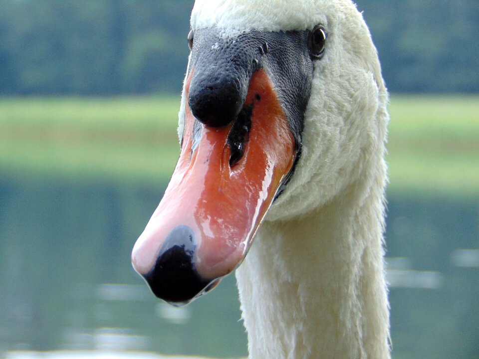 Beak closeup water bird