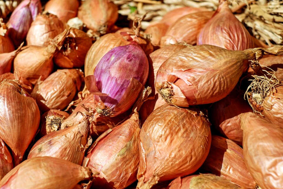 Noble onion onion sharp