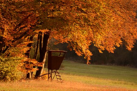 Trees hunting seat hunter seat