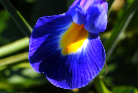 Spring blue yellow photo
