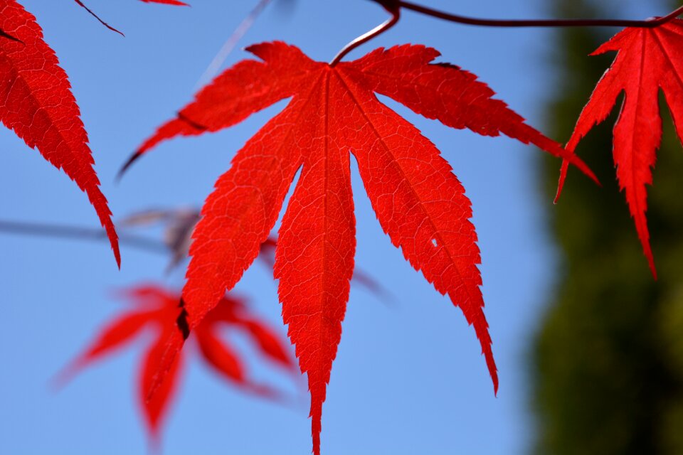 Red tree maple leaf