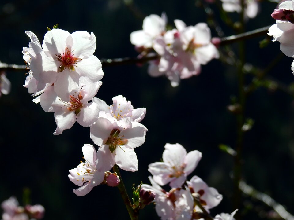 Almond blossom macro spring