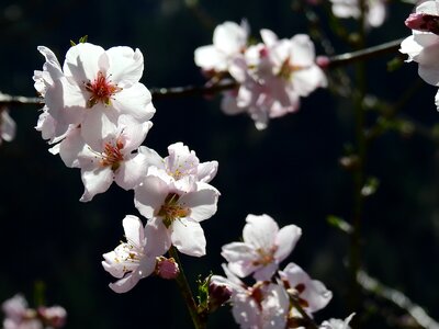 Almond blossom macro spring photo