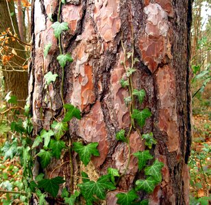 Forest green creeper