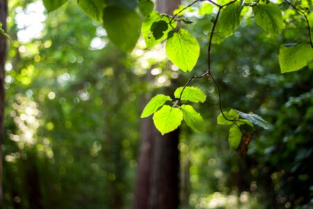 Summer beech forest foliage