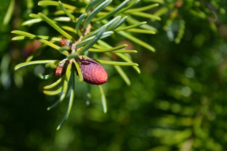 Pine cones nature tree