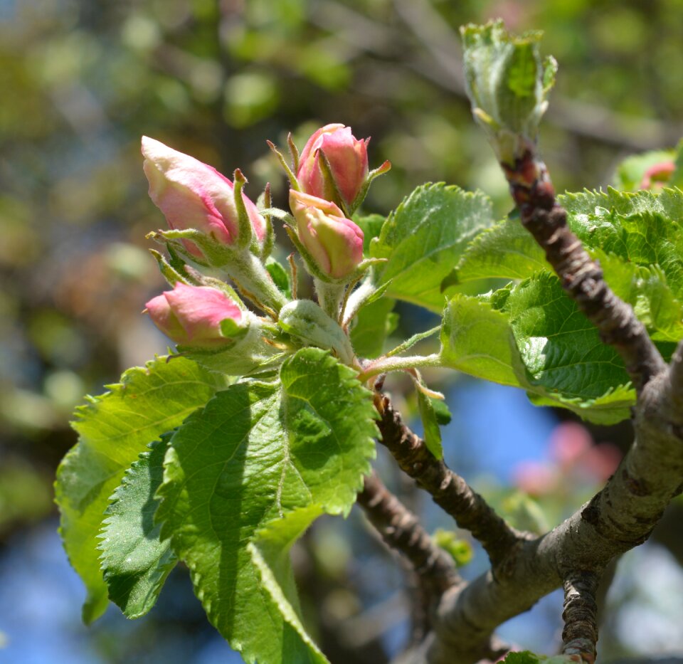 Pink leaves bud photo