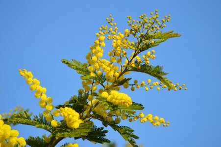 Yellow flower tree garden