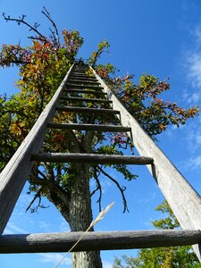 Apple tree luck career ladder photo
