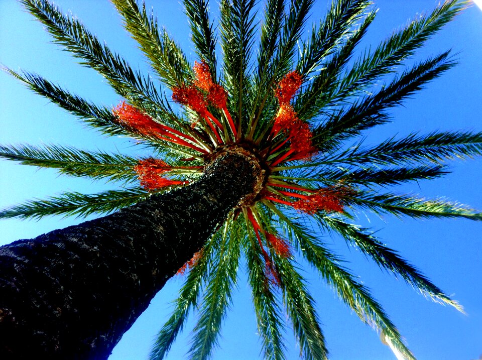 Palm tree alcocebre nature