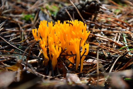 Nature poisonous mushrooms orange