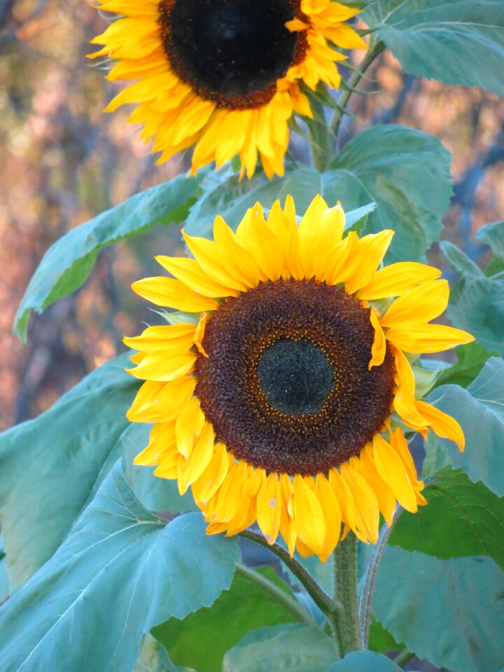 Inflorescence nature garden
