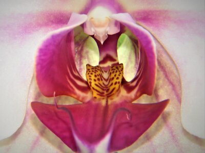 Bloom pink flower