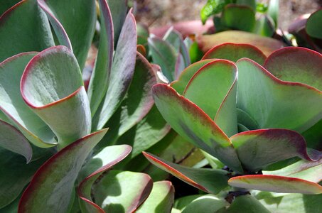 Vegetation sedum desert