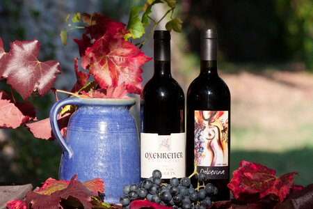 Grape leaf wine harvest