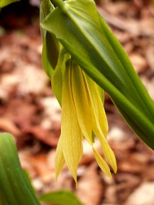 Uvularia grandiflora, 2015-04-25, Fox Chapel, 01