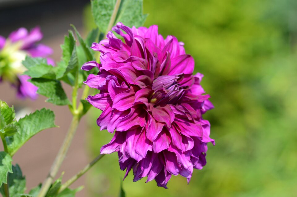 Purple flower nature close up