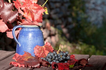 Wine harvest plant autumn