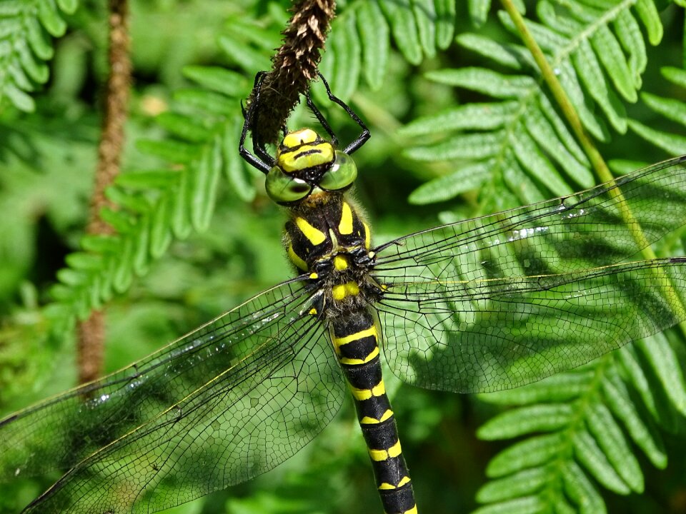Dragonfly insect odonata