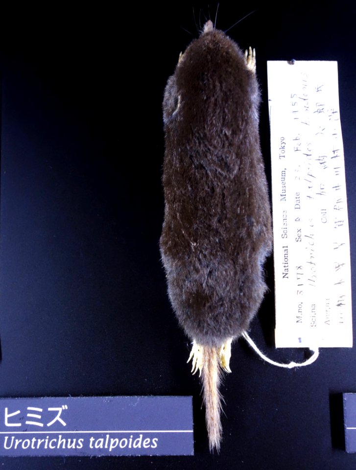 Urotrichus talpoides - National Museum of Nature and Science, Tokyo - DSC06748