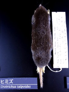 Urotrichus talpoides - National Museum of Nature and Science, Tokyo - DSC06748
