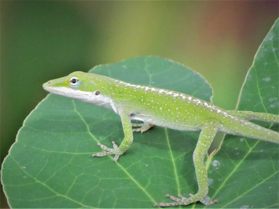 Lizard green wildlife