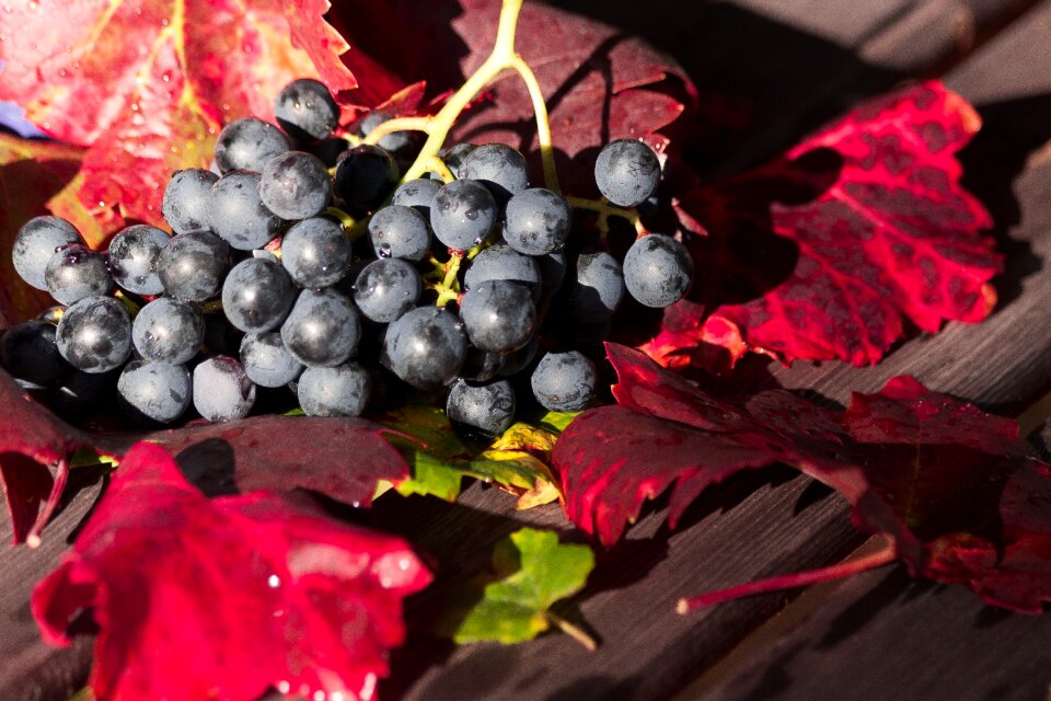 Wine harvest plant autumn