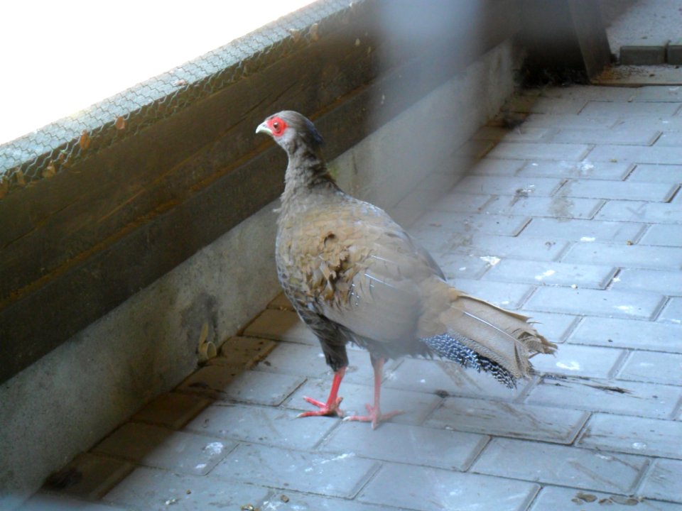 Uszak niebieski, mini-zoo Racibórz
