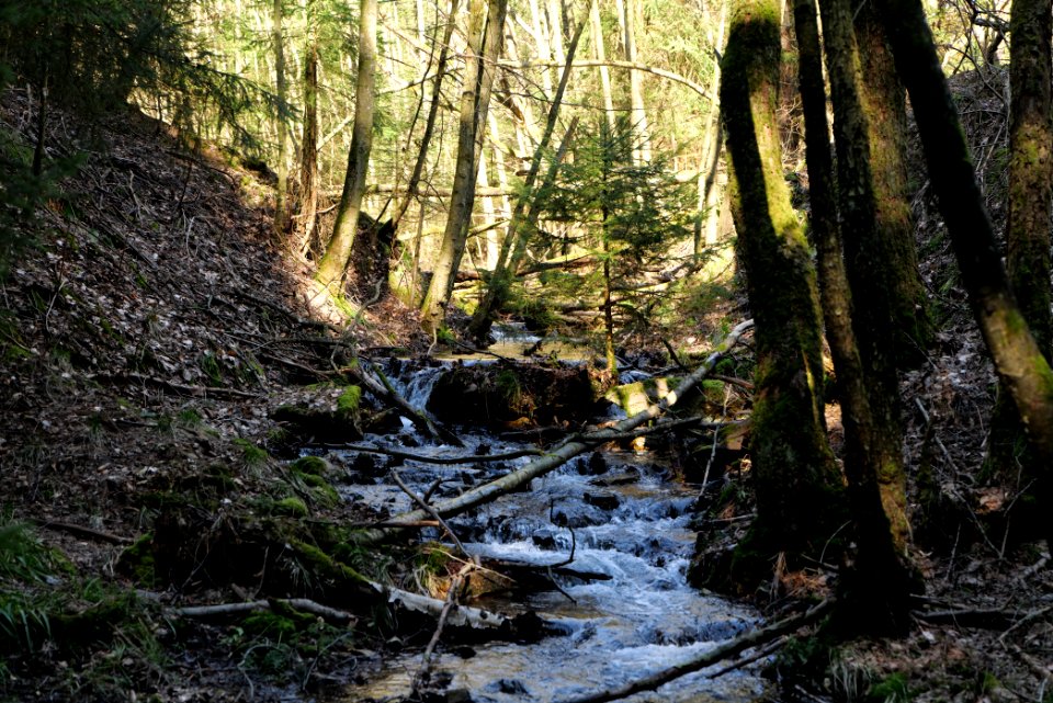 Urselbach Oberursel 2020-03-23 27