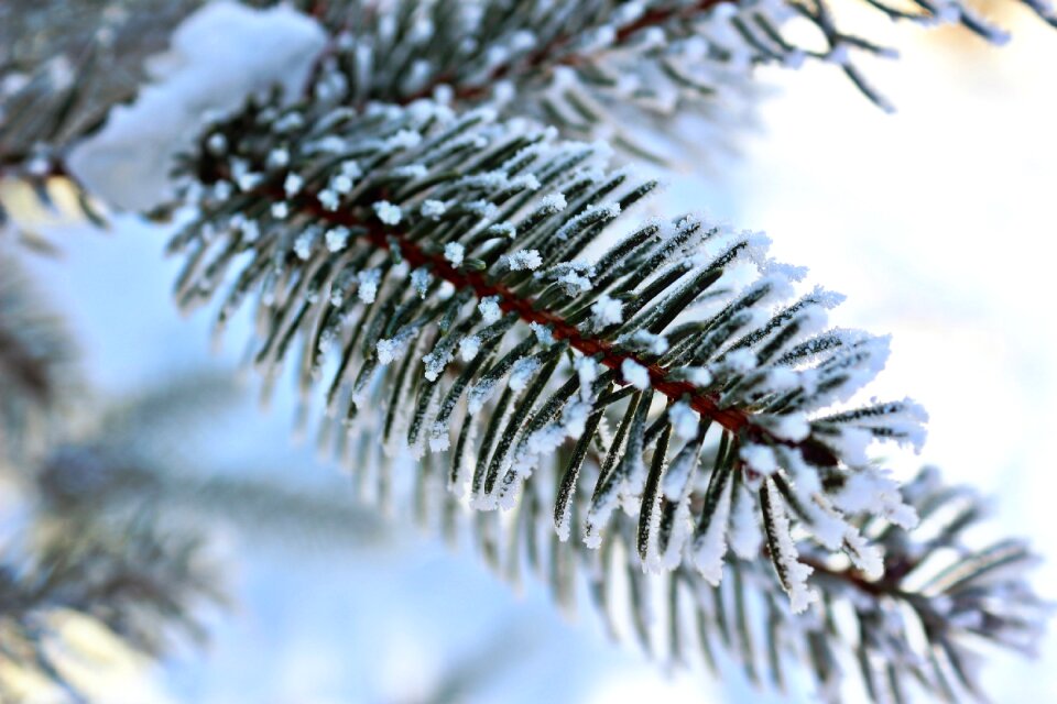 Snow frost cold