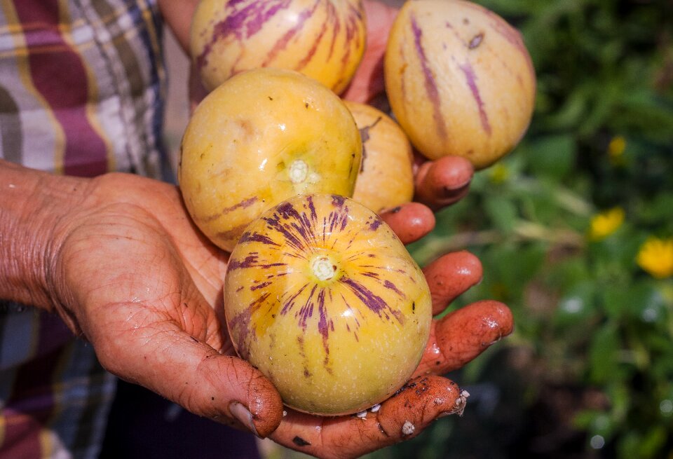 Harvest fruit agriculture