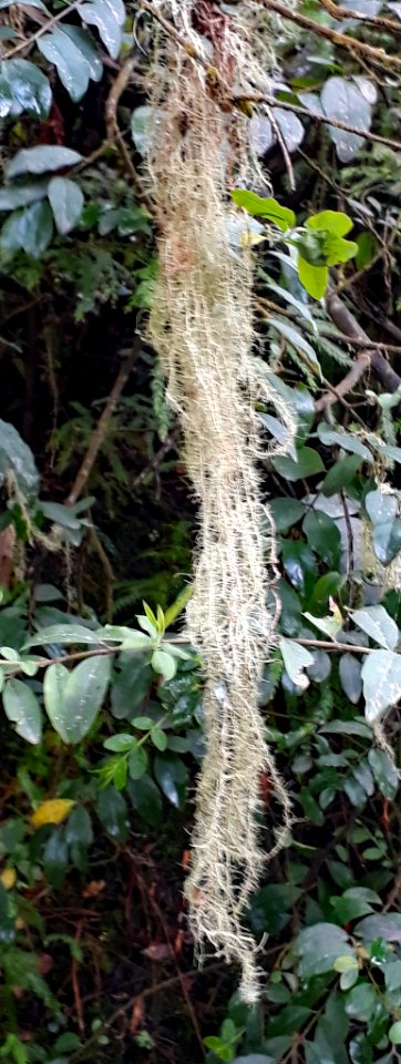 Usnea angulata 26599138