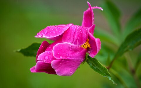 Plant nature flower