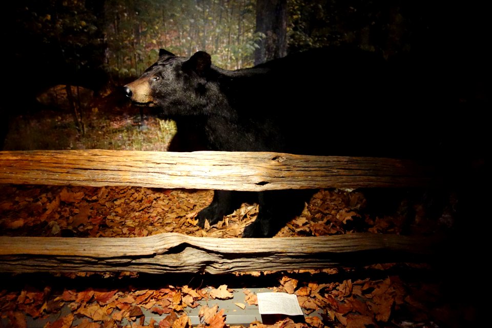 Ursus americanus - Southern Vermont Natural History Museum - DSC08520