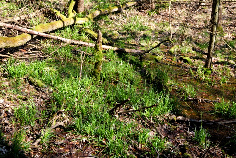 Urselbach Oberursel 2020-03-23 21