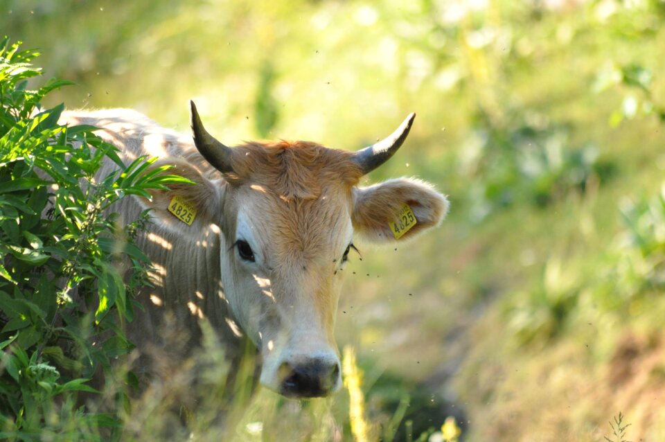 Pasture summer green