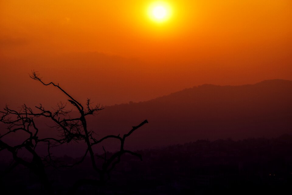 Temple tree silhouette