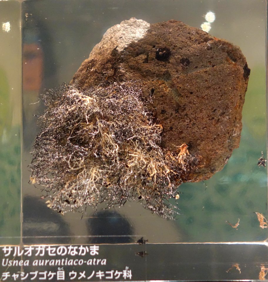 Usnea aurantiacoatra - National Museum of Nature and Science, Tokyo - DSC07592