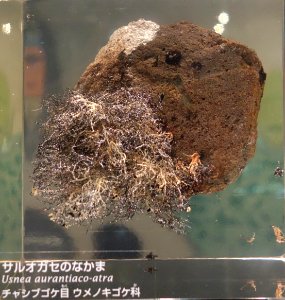 Usnea aurantiacoatra - National Museum of Nature and Science, Tokyo - DSC07592